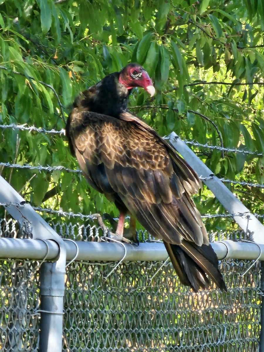 Turkey Vulture - ML619524608