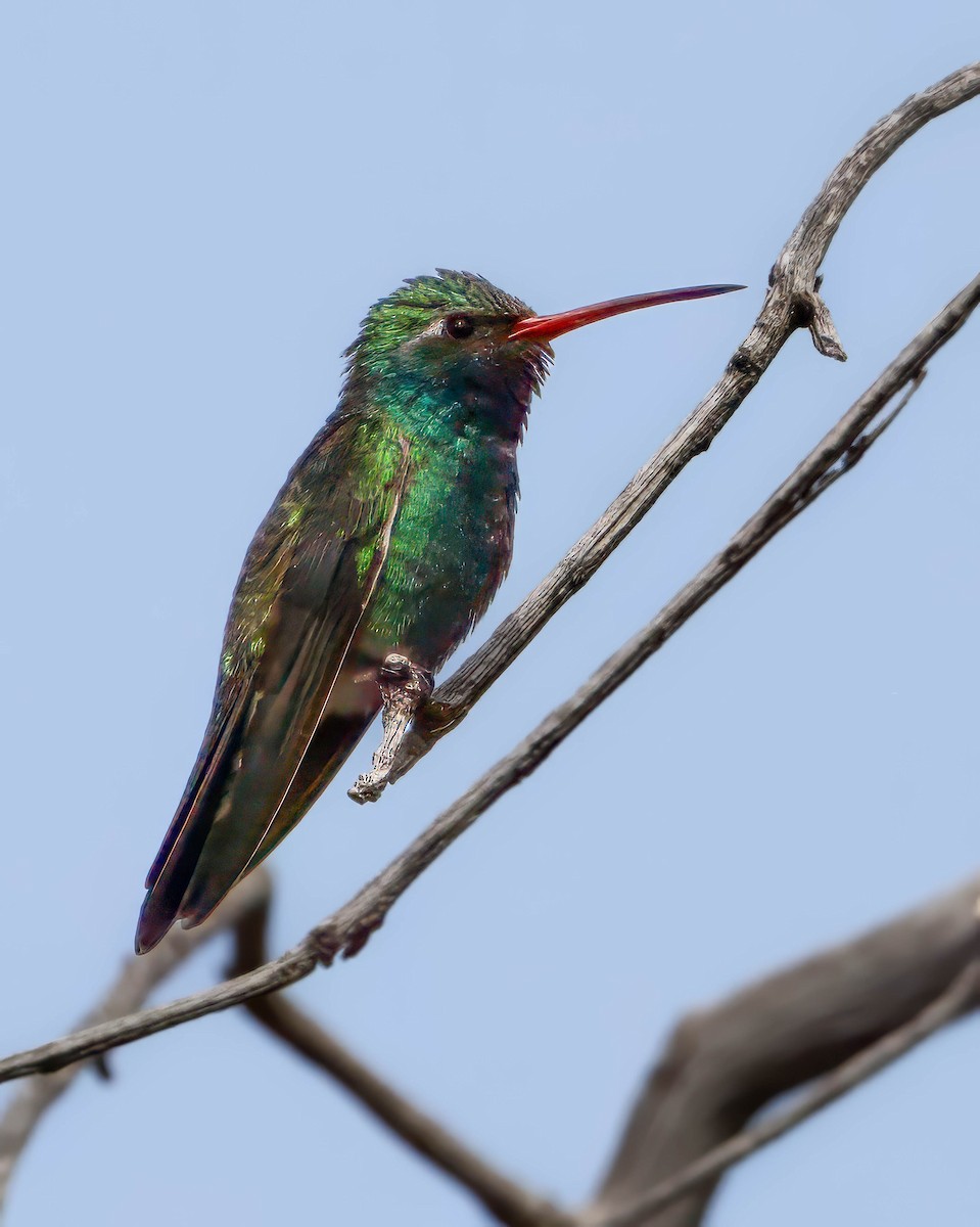Broad-billed Hummingbird - ML619524610
