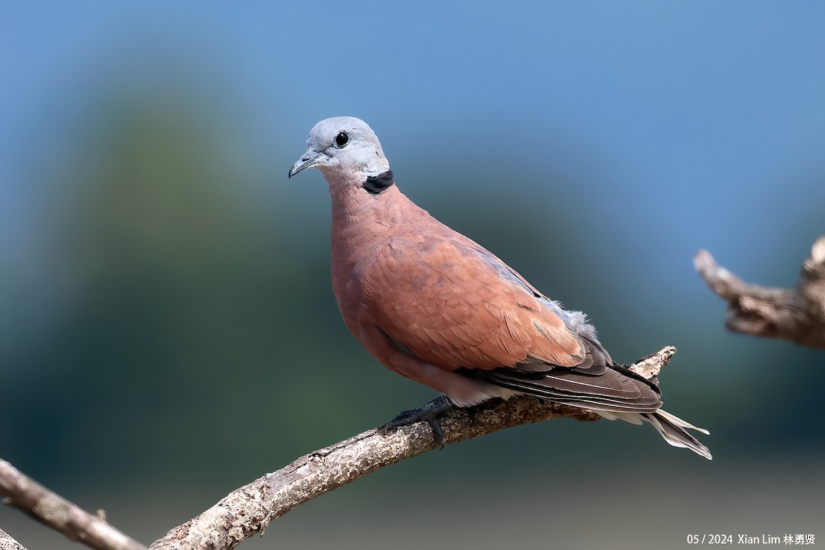 Red Collared-Dove - ML619524705
