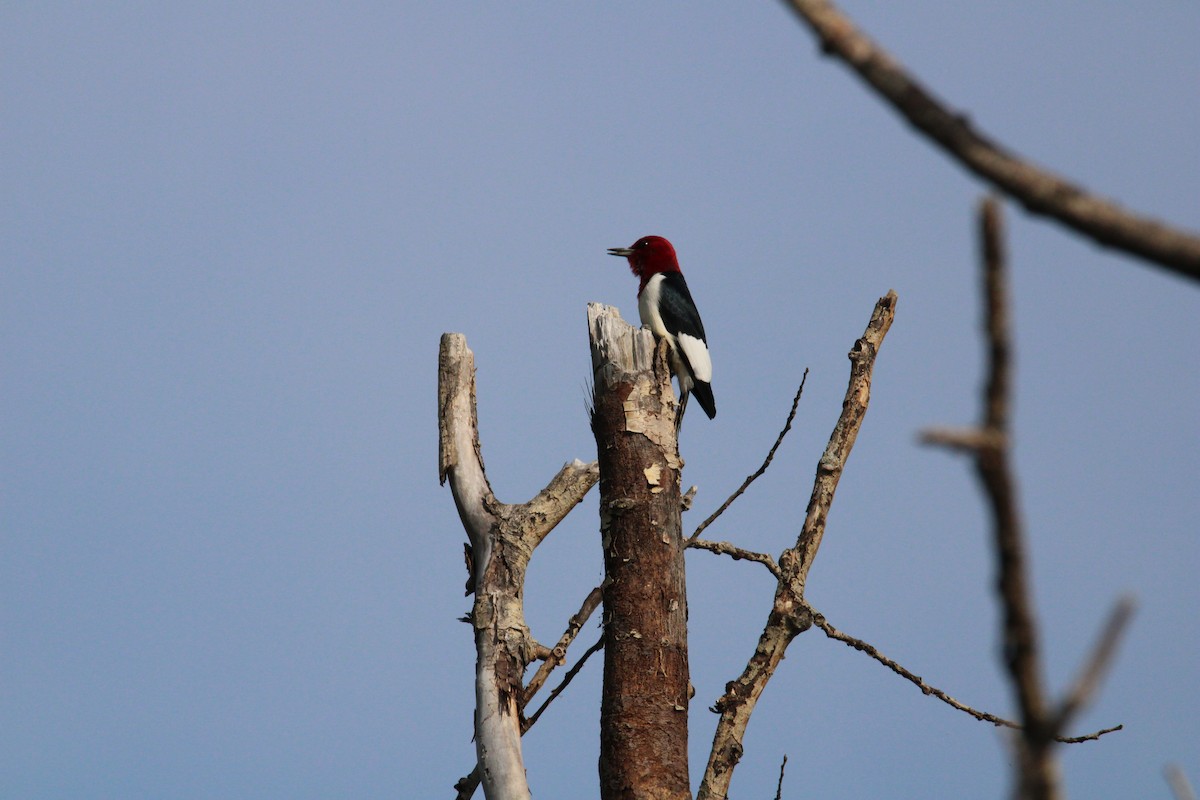 Red-headed Woodpecker - ML619524707