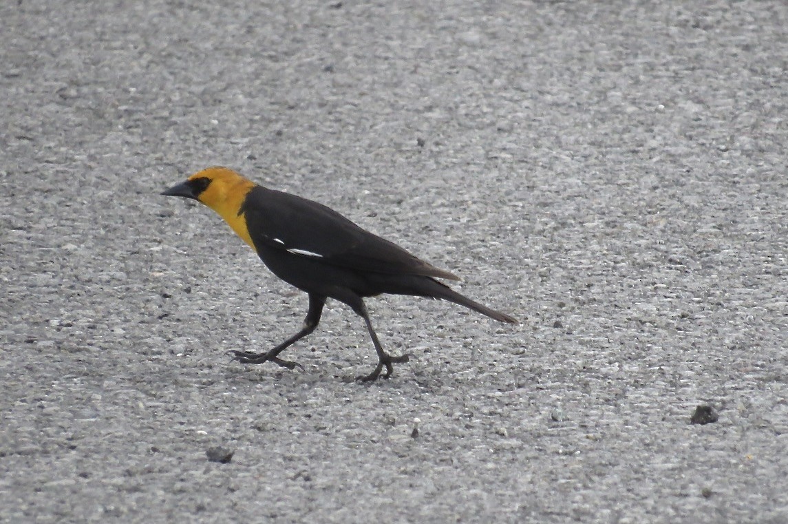 Yellow-headed Blackbird - ML619524729
