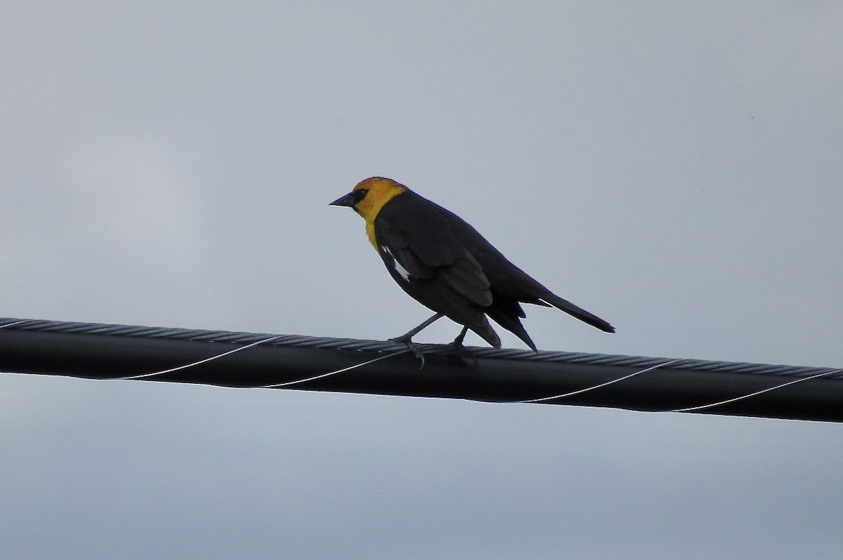 Yellow-headed Blackbird - ML619524731