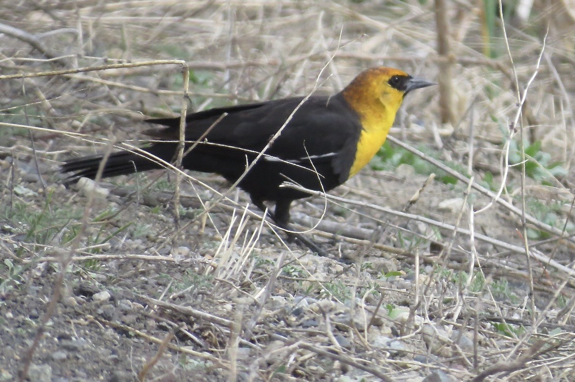 Yellow-headed Blackbird - ML619524733