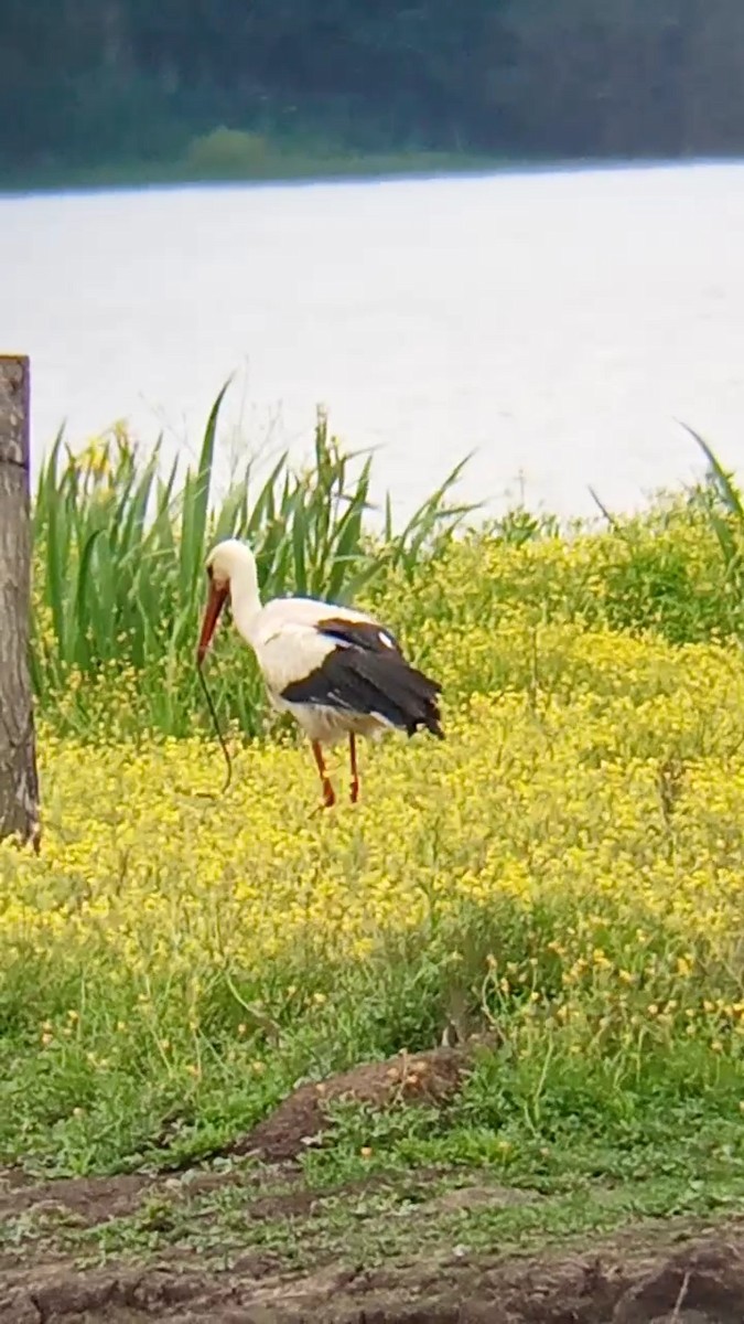 White Stork - ML619524736