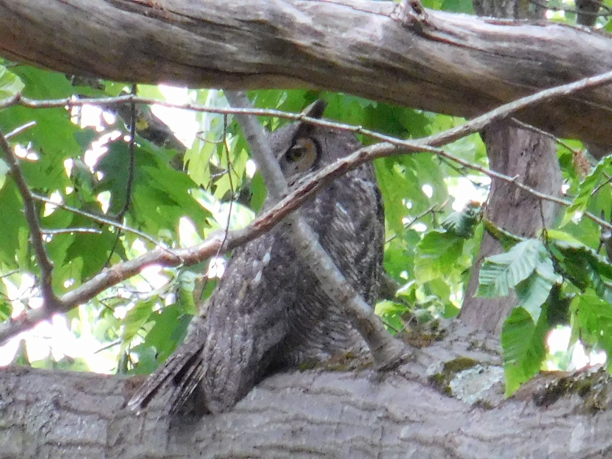 Great Horned Owl - ML619524738