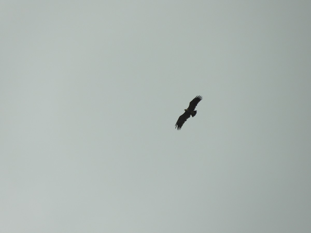 Lesser Spotted Eagle - ML619524768