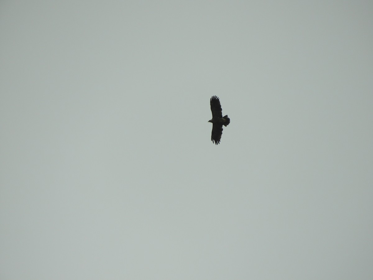 Lesser Spotted Eagle - ML619524769