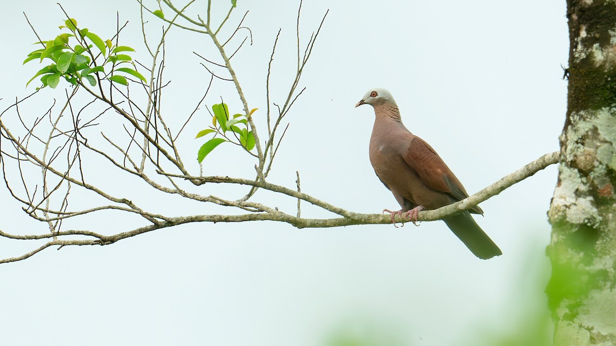Pale-capped Pigeon - ML619524786