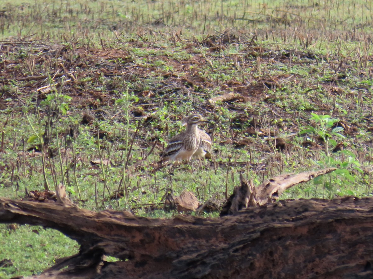 Indian Thick-knee - ML619524812