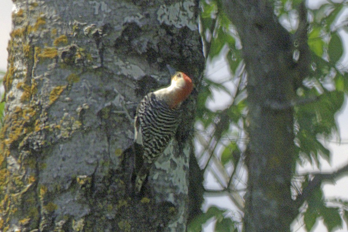 Red-bellied Woodpecker - ML619524832