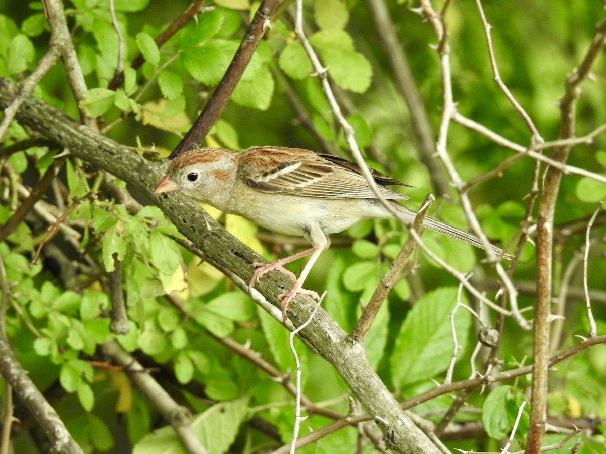 Field Sparrow - ML619524857