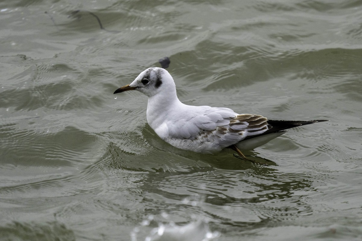 Mouette rieuse - ML619524876
