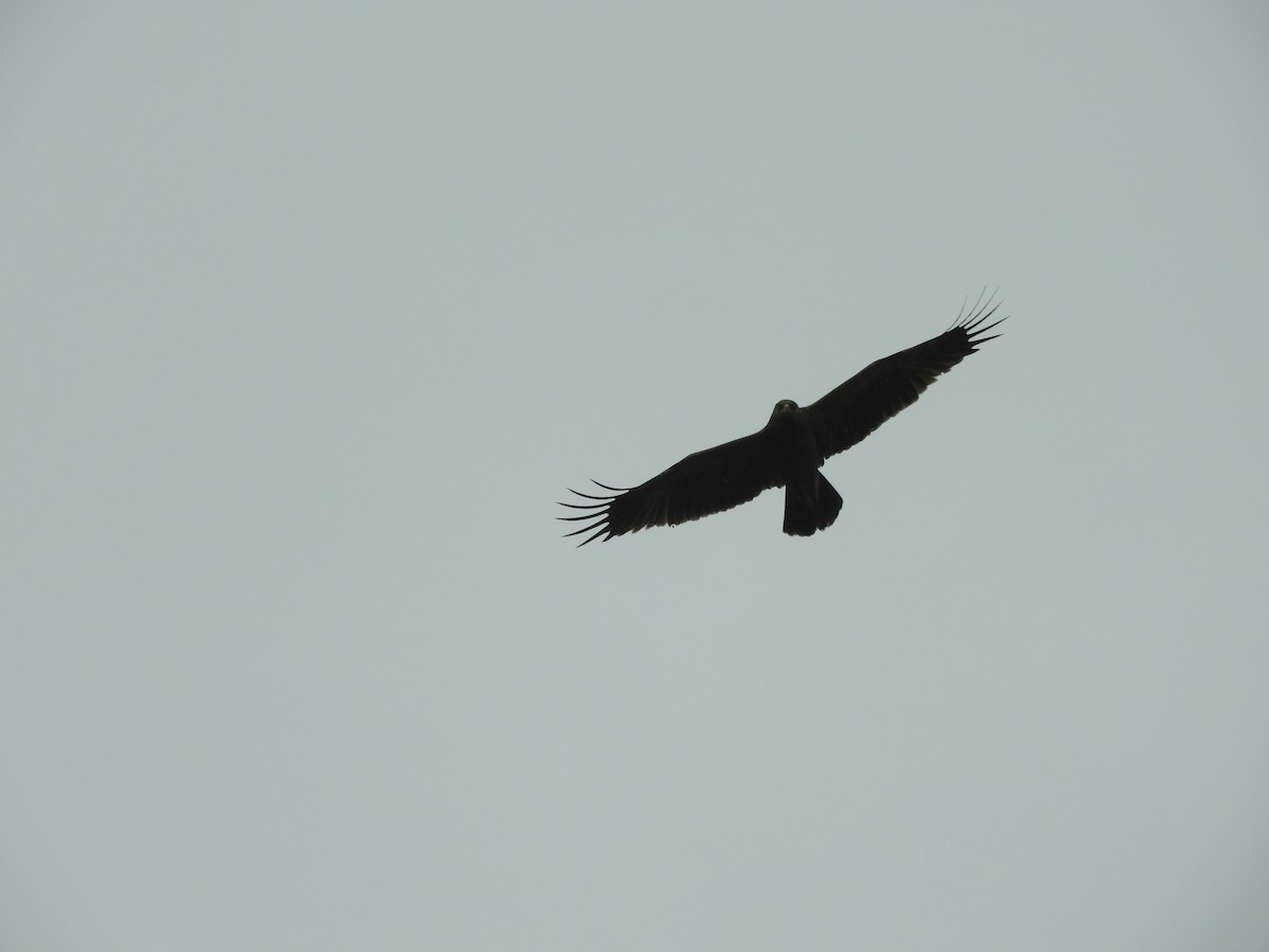 Lesser Spotted Eagle - ML619524891
