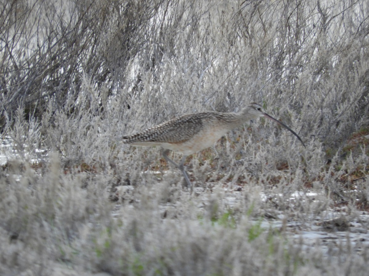 Long-billed Curlew - ML619524898