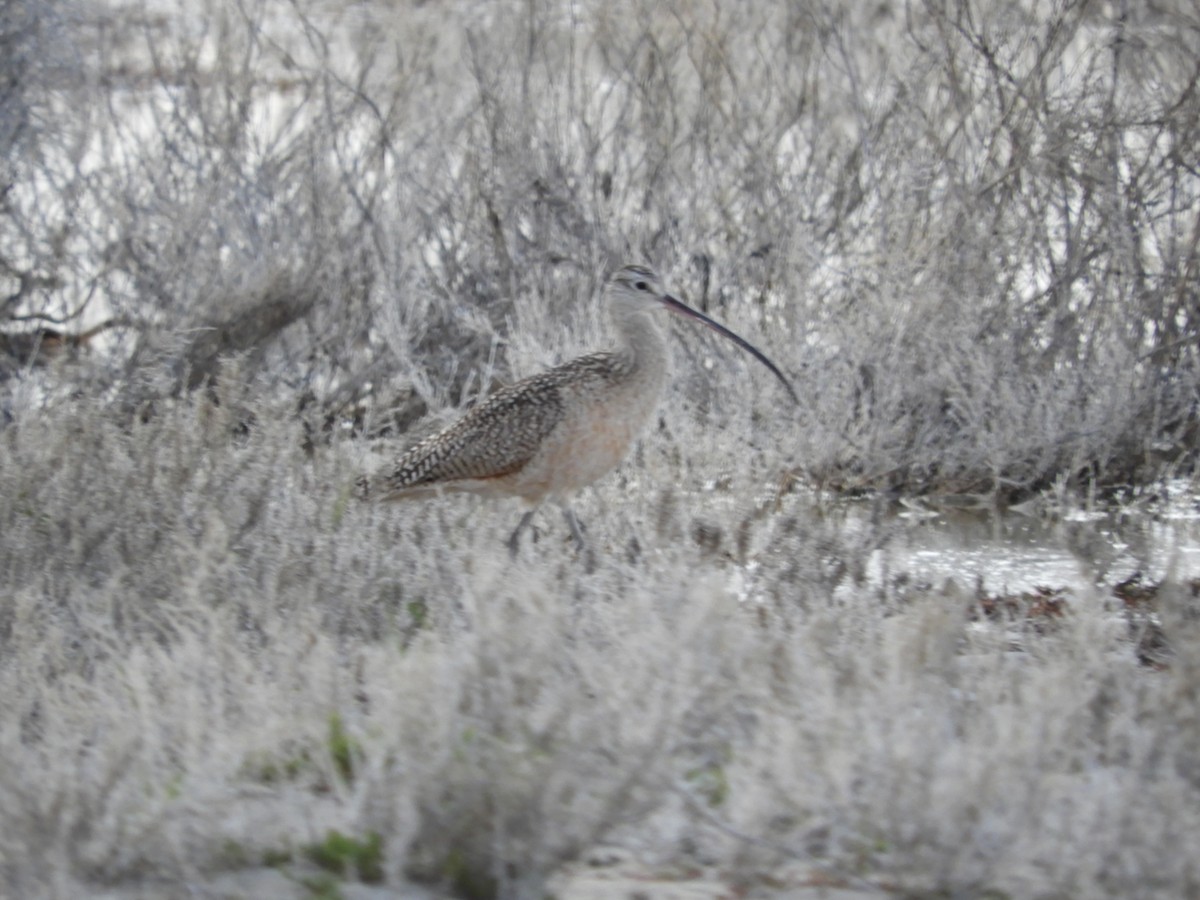 Long-billed Curlew - ML619524899