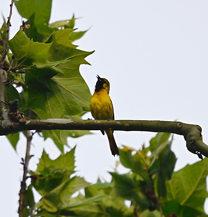 Orchard Oriole - ML619524903