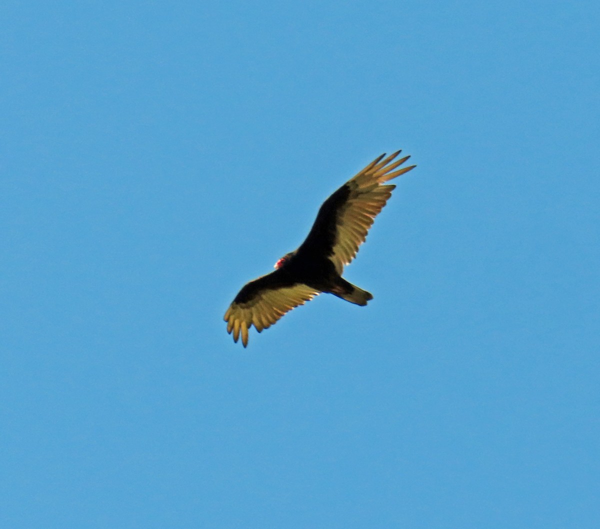 Turkey Vulture - ML619524930