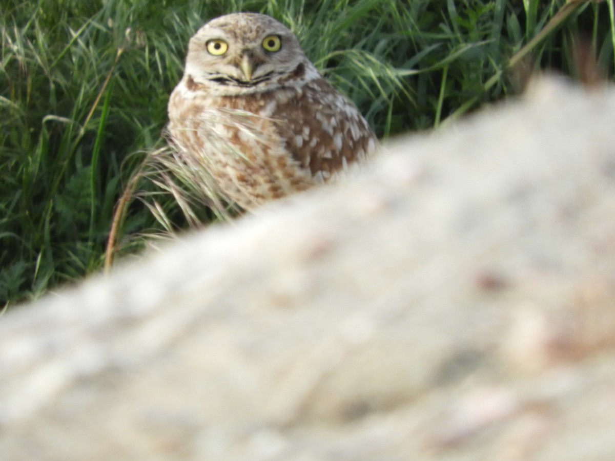 Burrowing Owl - ML619524947