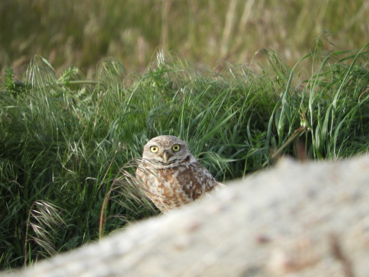 Burrowing Owl - ML619524948
