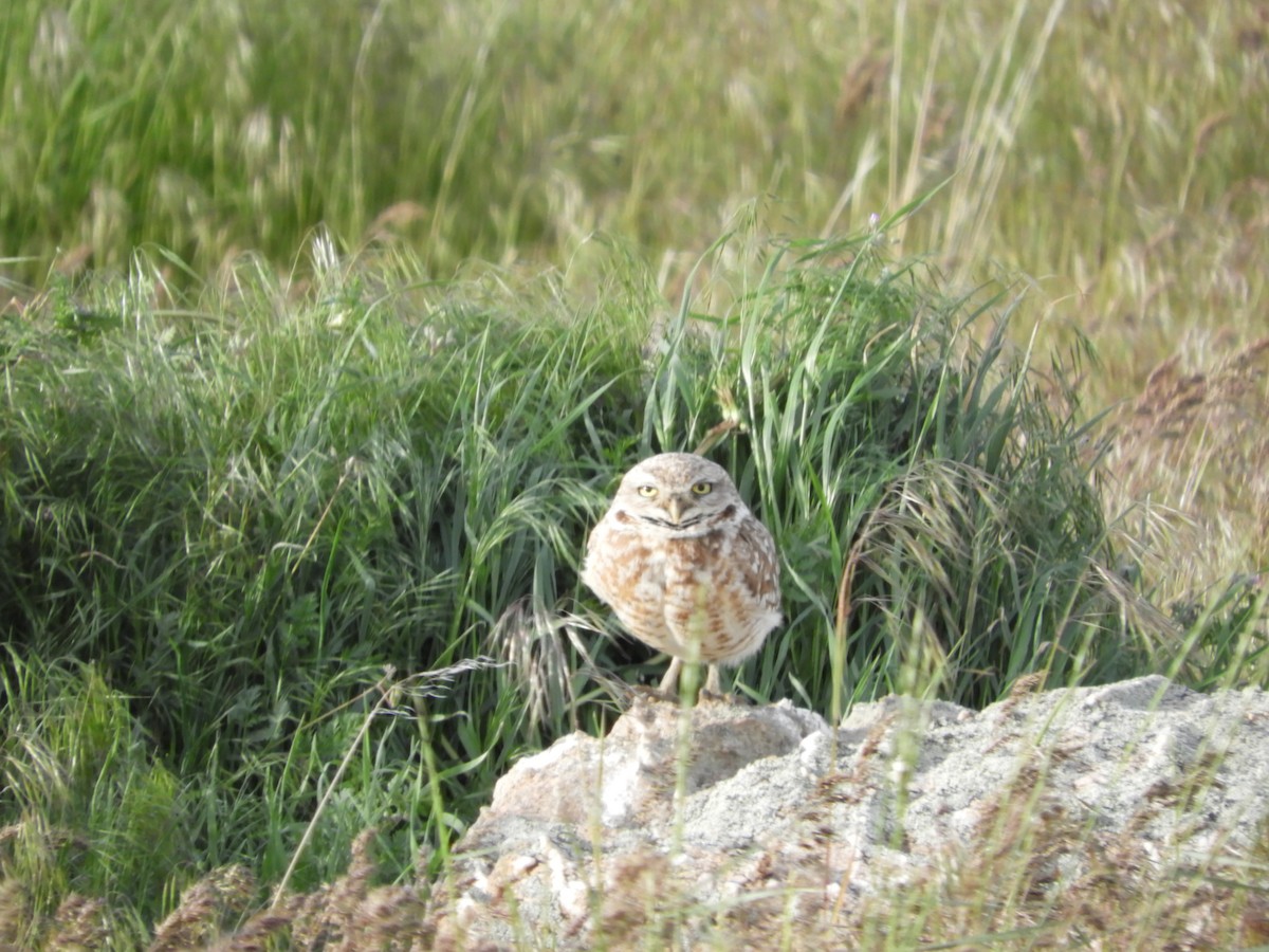 Burrowing Owl - ML619524949
