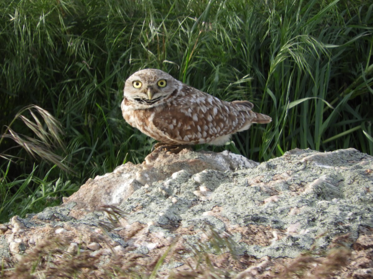 Burrowing Owl - ML619524950