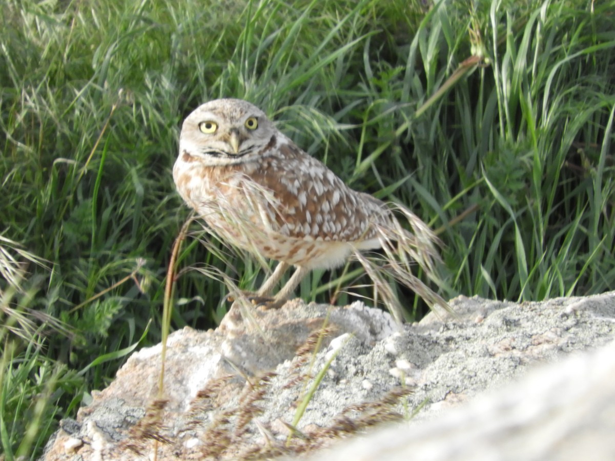 Burrowing Owl - ML619524951