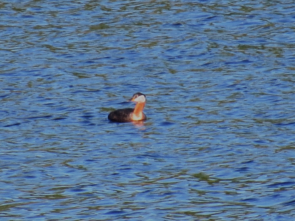 Red-necked Grebe - ML619524952