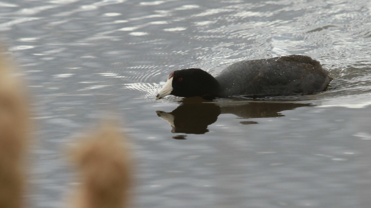 American Coot (Red-shielded) - ML619524999