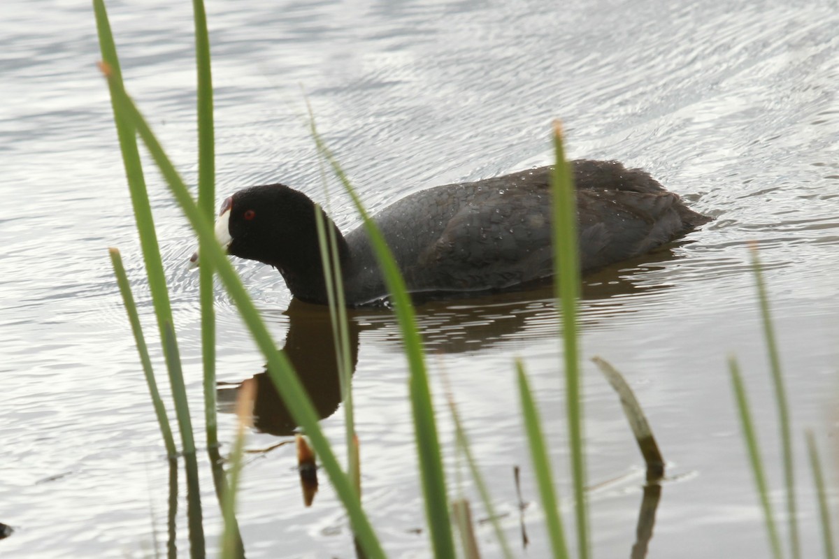 American Coot (Red-shielded) - ML619525000