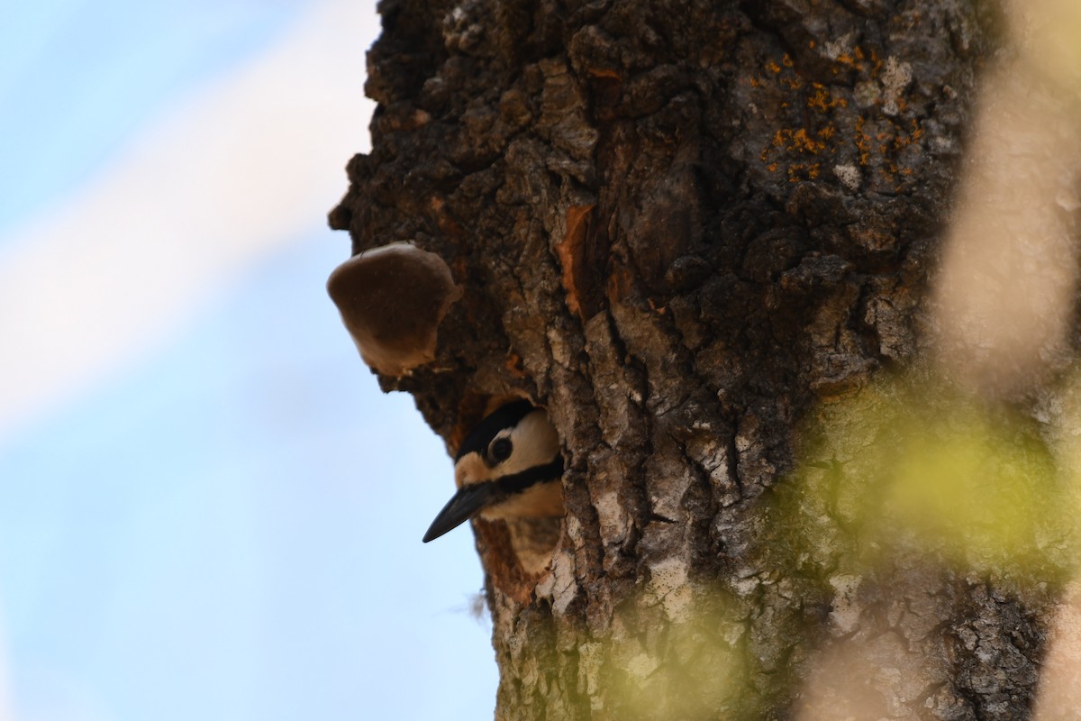 Great Spotted Woodpecker - ML619525024