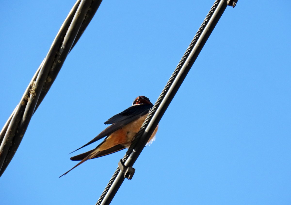 Barn Swallow - ML619525032