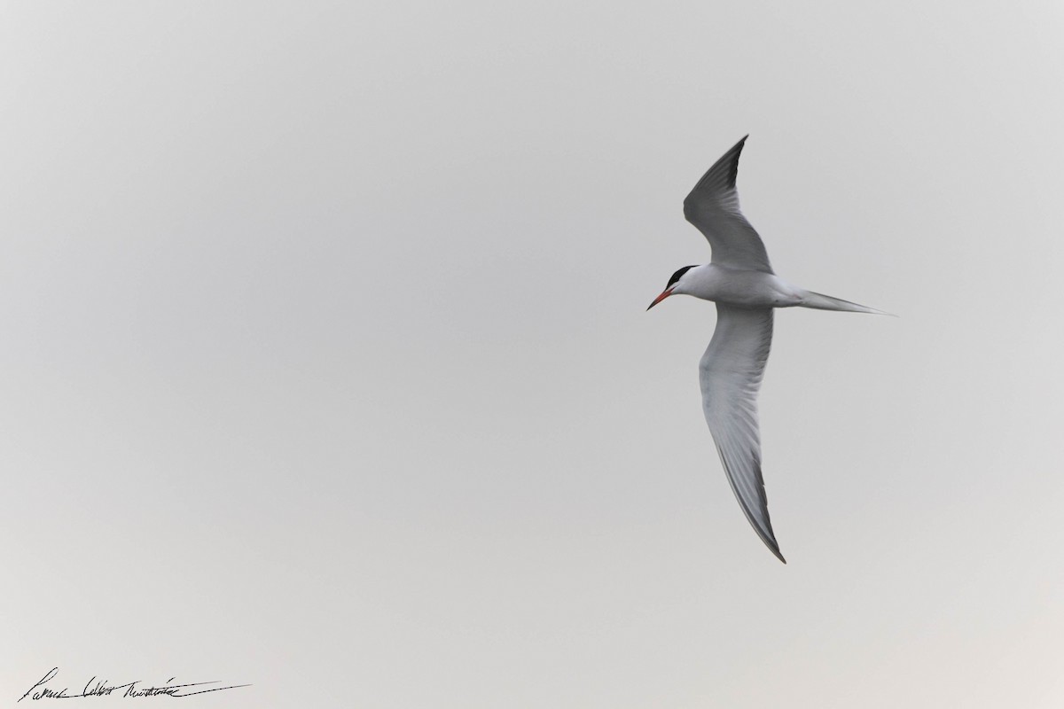 Common Tern - ML619525060