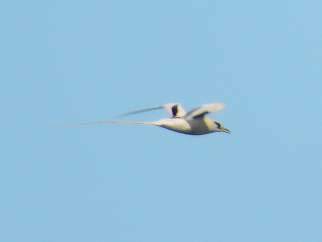 White-tailed Tropicbird - ML619525078
