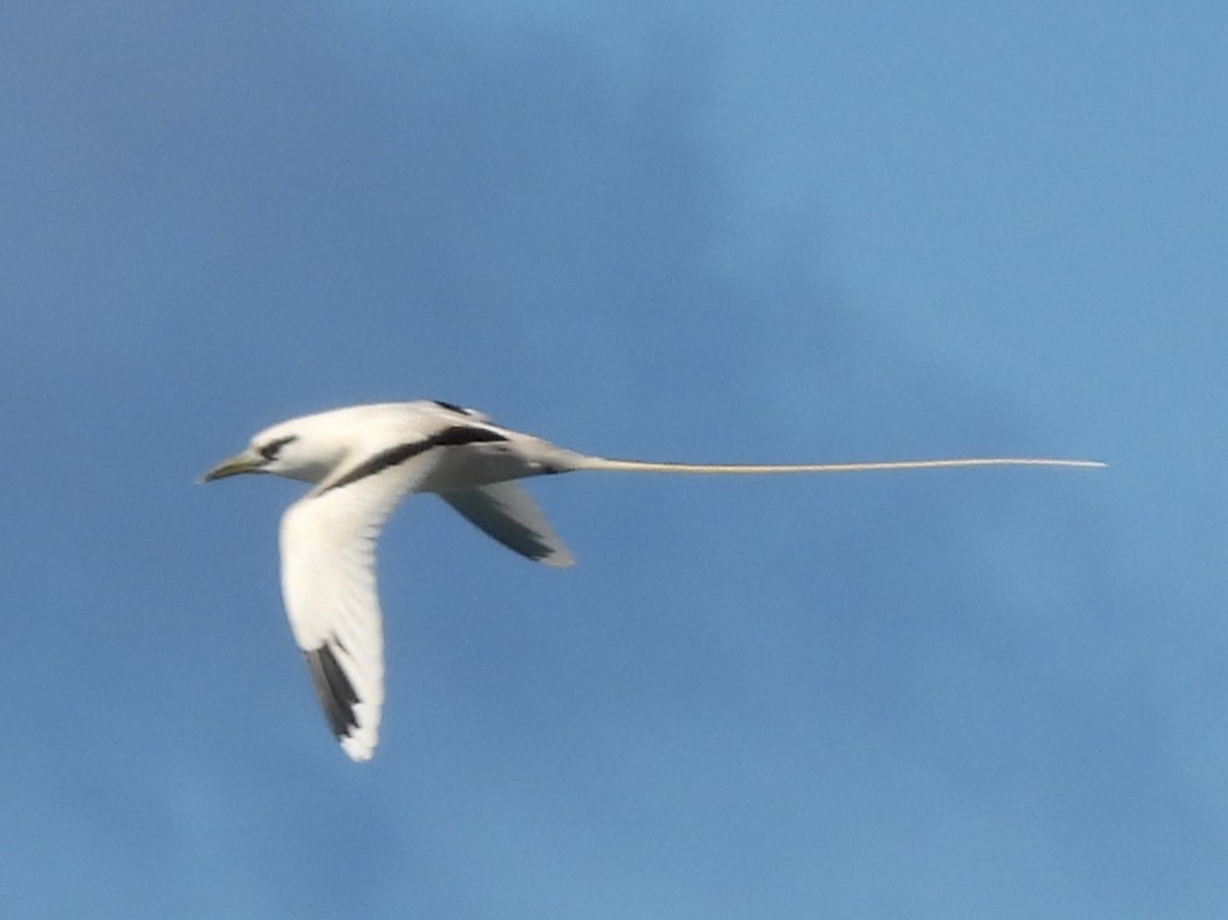 White-tailed Tropicbird - ML619525079
