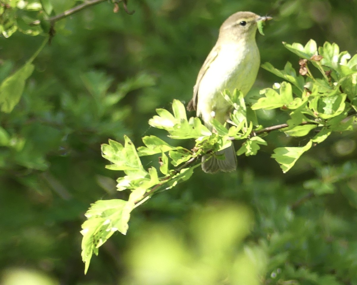 Willow Warbler/Common Chiffchaff - ML619525118