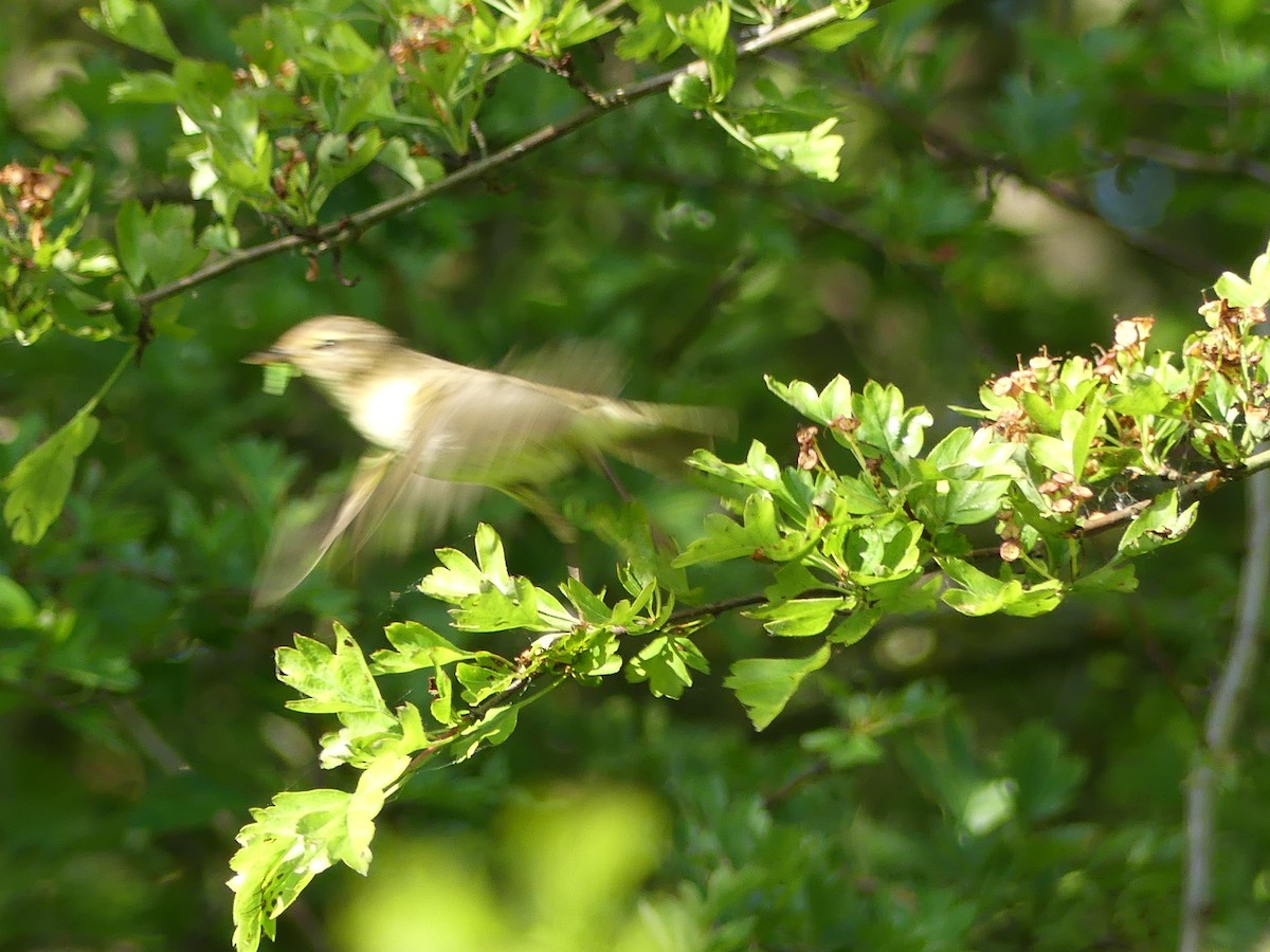 Willow Warbler/Common Chiffchaff - ML619525119