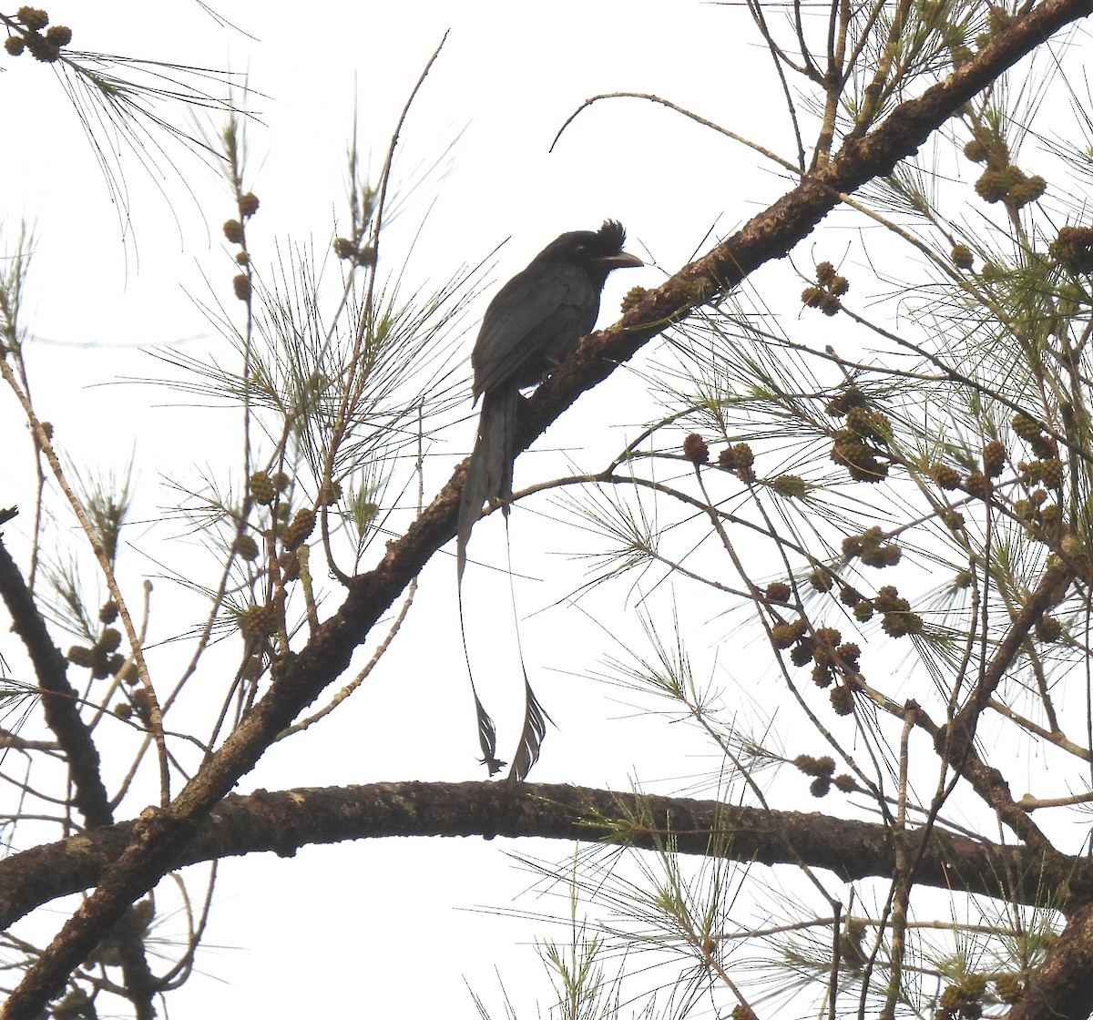 Greater Racket-tailed Drongo - ML619525176