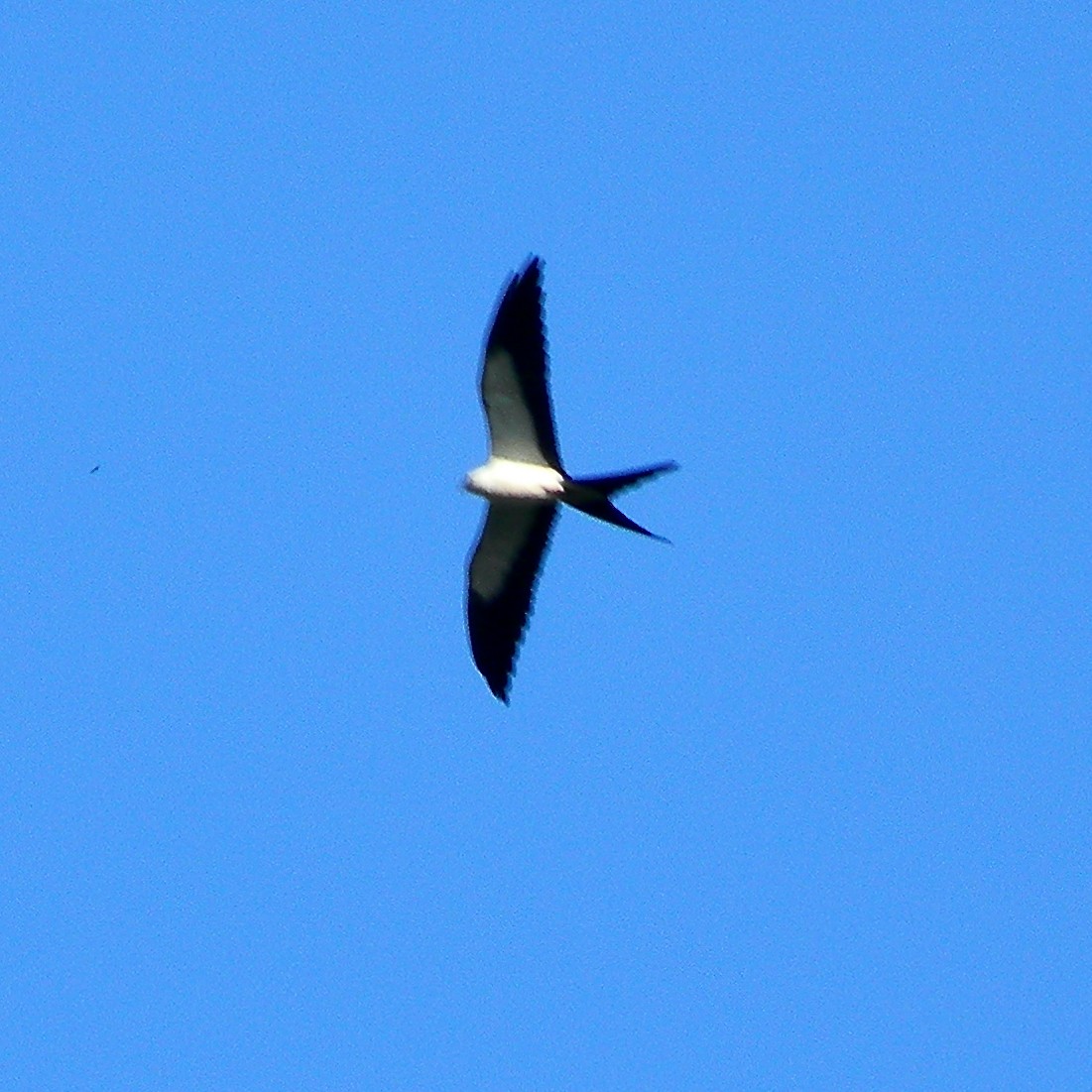Swallow-tailed Kite - ML619525220