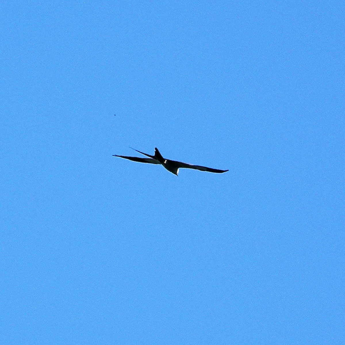 Swallow-tailed Kite - ML619525233