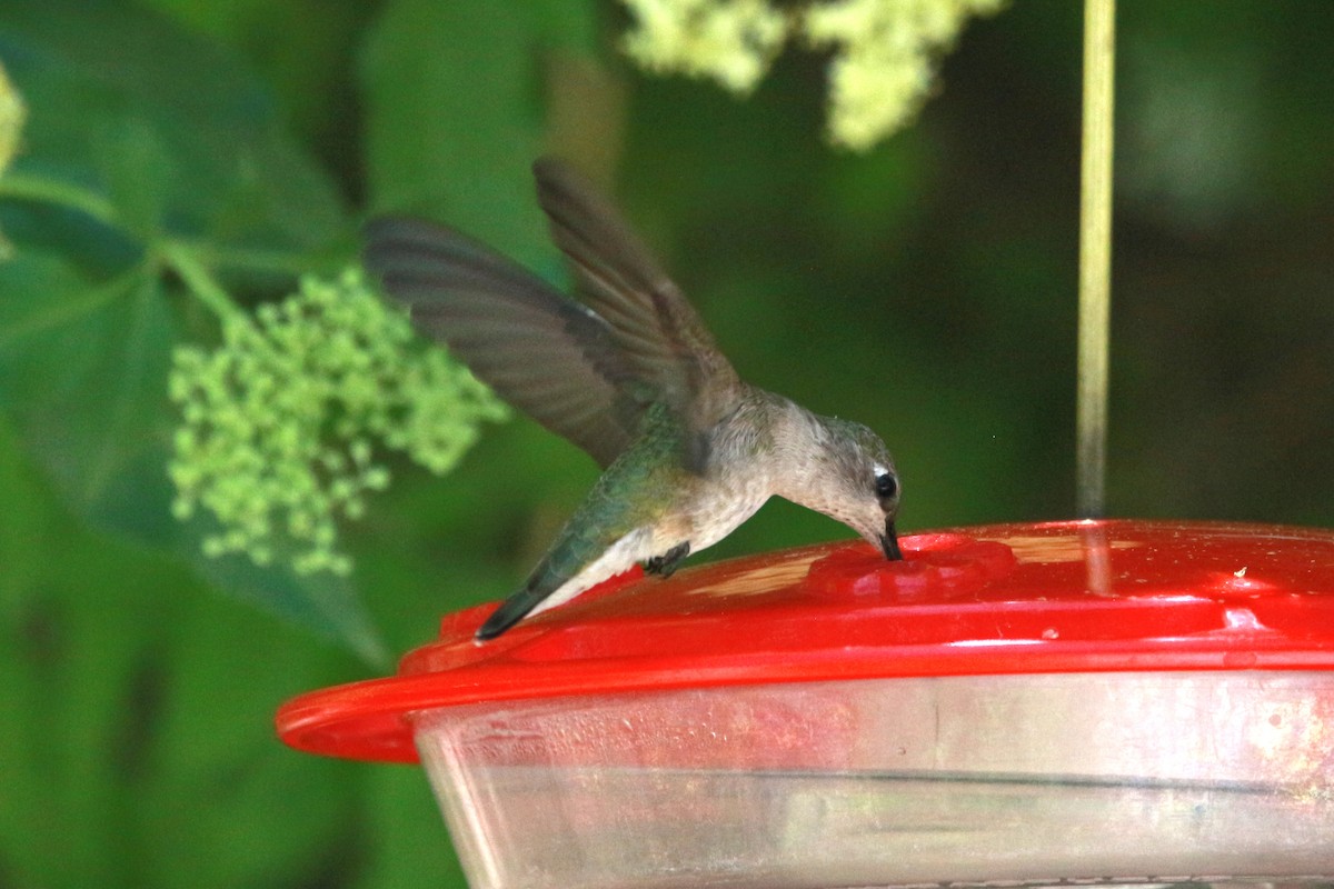 Black-chinned Hummingbird - ML619525236