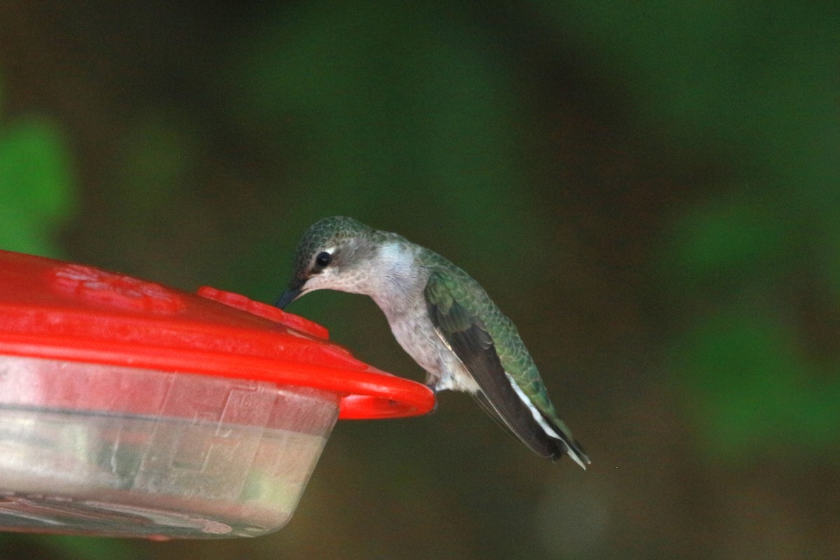 Black-chinned Hummingbird - ML619525246