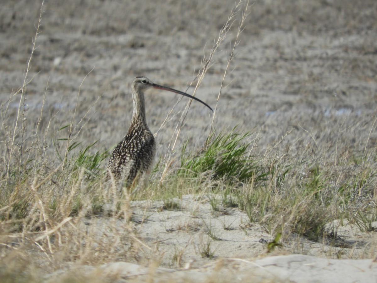 Long-billed Curlew - ML619525267