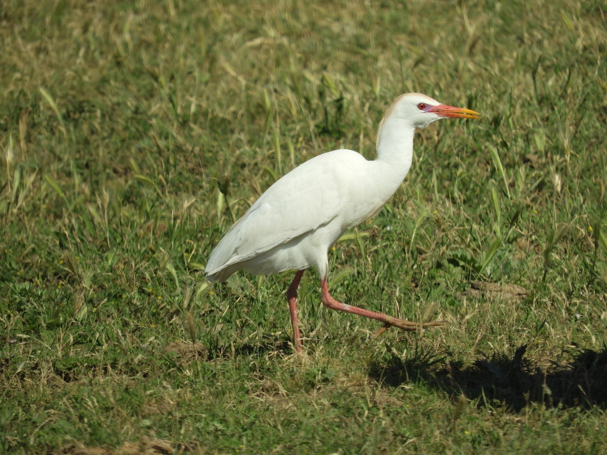 Чапля єгипетська (підвид ibis) - ML619525287
