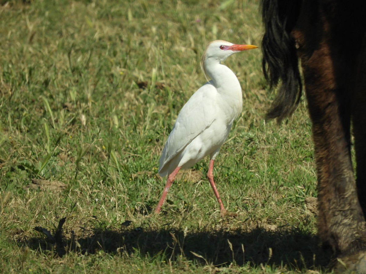 Чапля єгипетська (підвид ibis) - ML619525288
