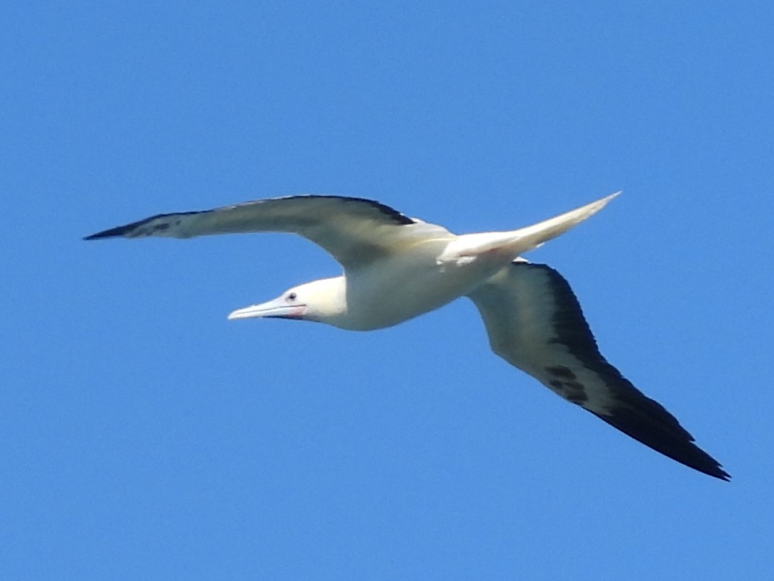Red-footed Booby - ML619525296