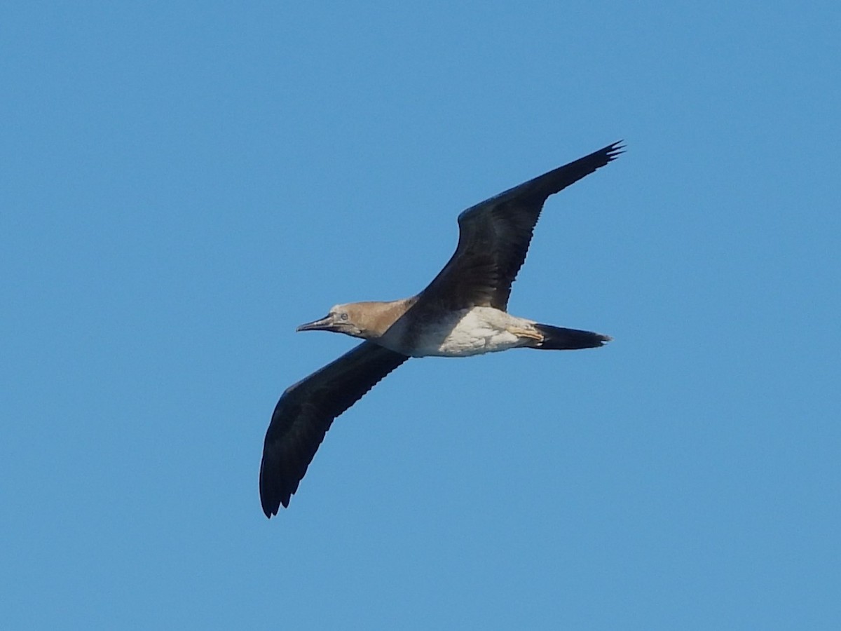 Red-footed Booby - ML619525300