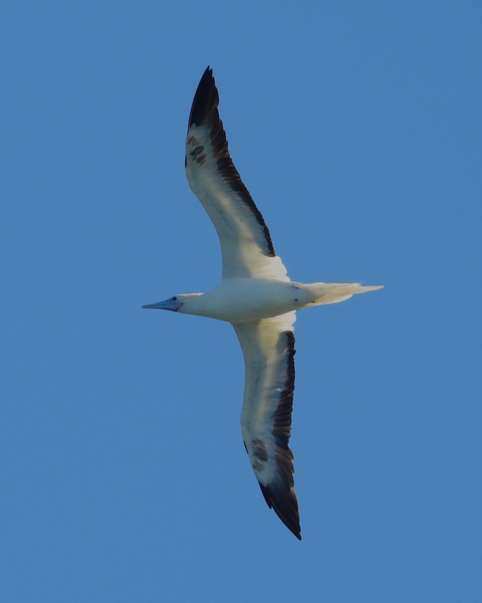 Red-footed Booby - ML619525302
