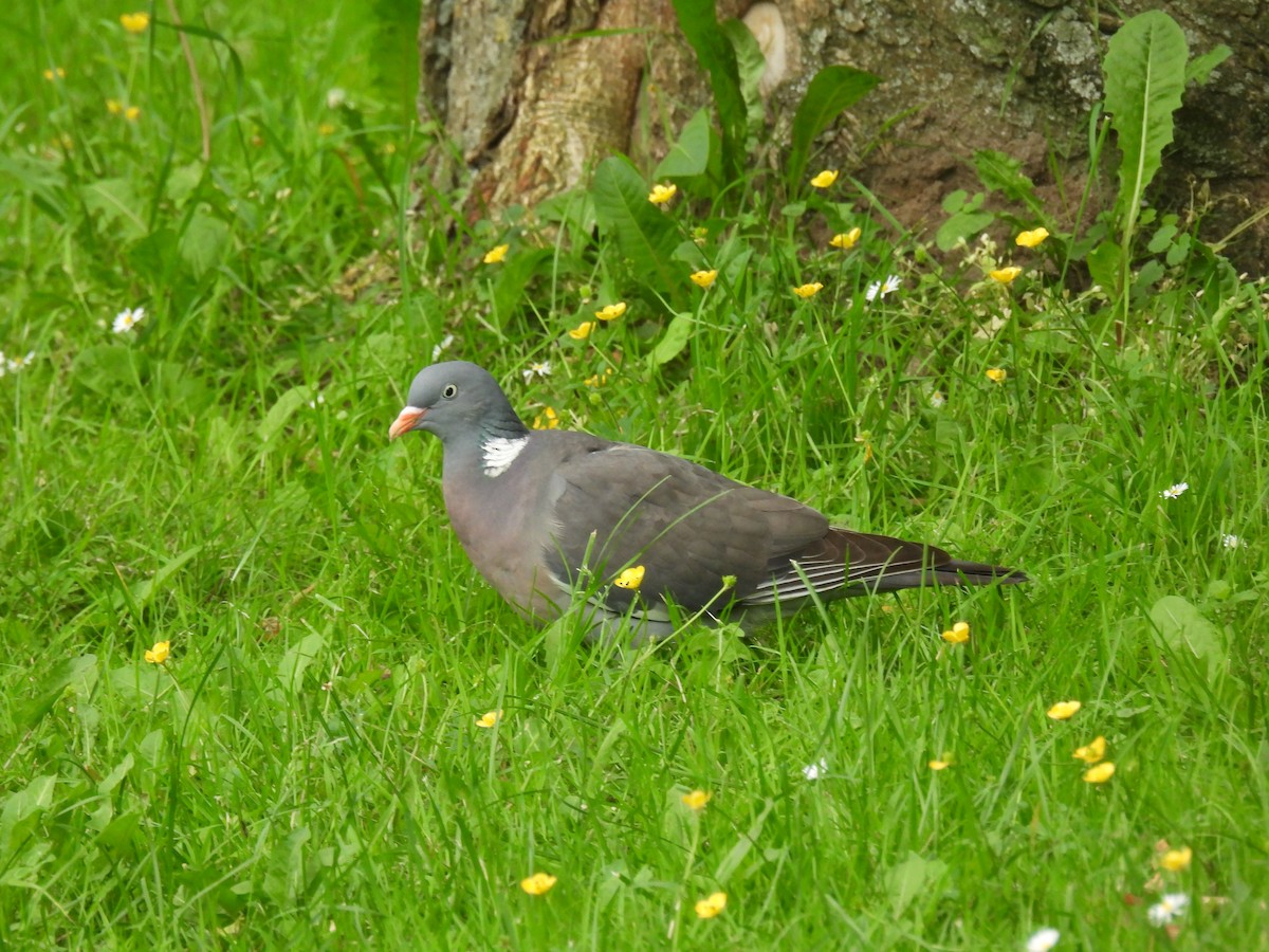 Common Wood-Pigeon - ML619525304