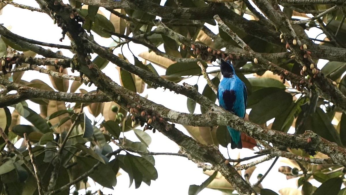 Blue Cotinga - ML619525314