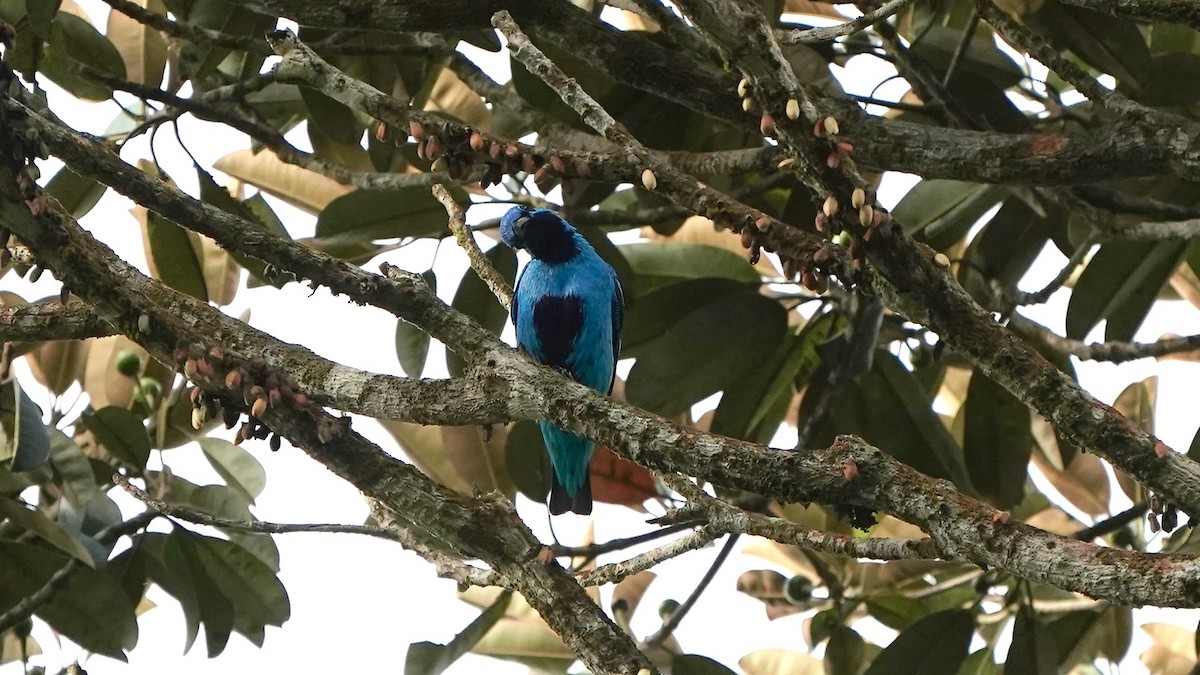 Cotinga bleu - ML619525322